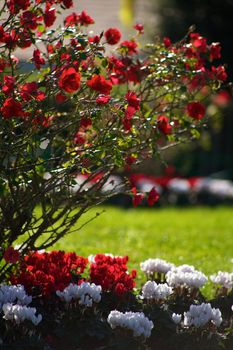 beautiful roses in italy