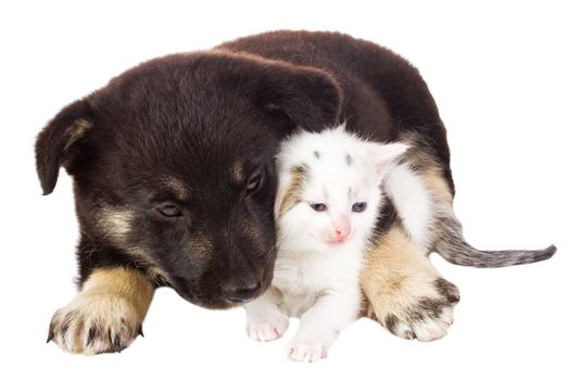 close-up puppy and cat, isolated on white