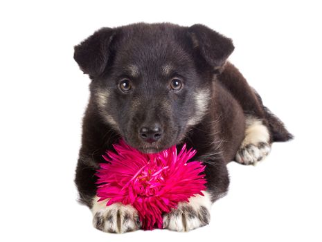 close-up puppy holding flower, isolated on white