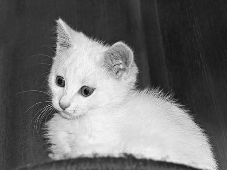Funny white kitten on a dark background. Black and white photo