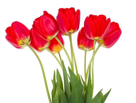 close-up red tulips bouquet, isolated on white