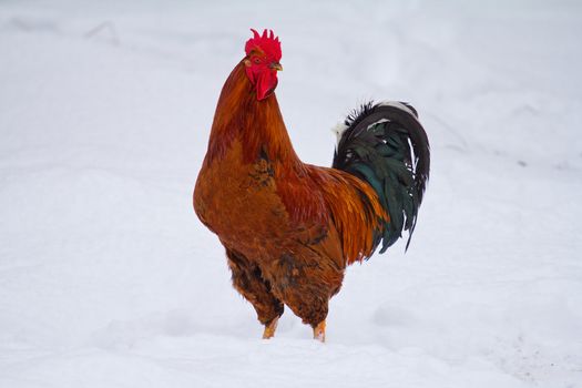 red rooster on snow background