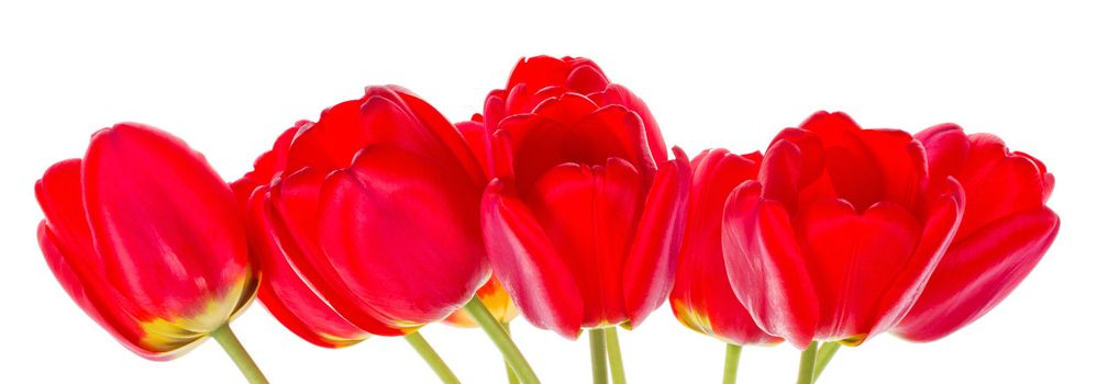 close-up red tulips, isolated on white