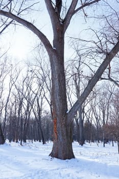 Winter Park. The trunk of the old large tree in the foreground