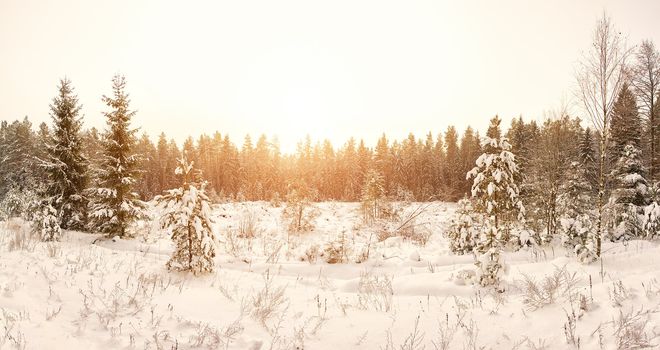 scenic winter landscape with sunlight