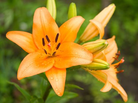 wet orange lily on green background