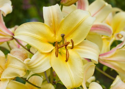 yellow lily on green background