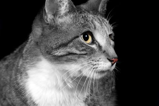 Cat Face Closeup isolated on black background