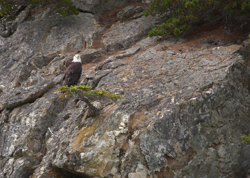 Respecting the rule of thirds this bird is framed in greys, reds and greens.