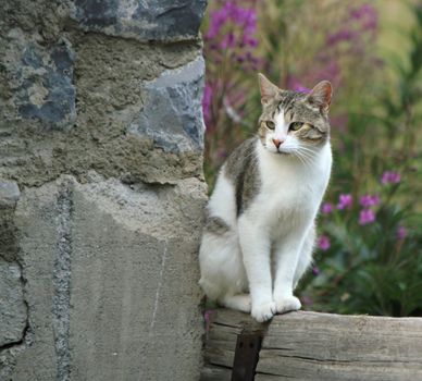 White and grey cat standing on a piece of wood next to a wall in the nature