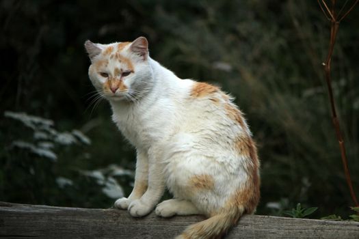 White and red cat standing on a piece of wood in the nature