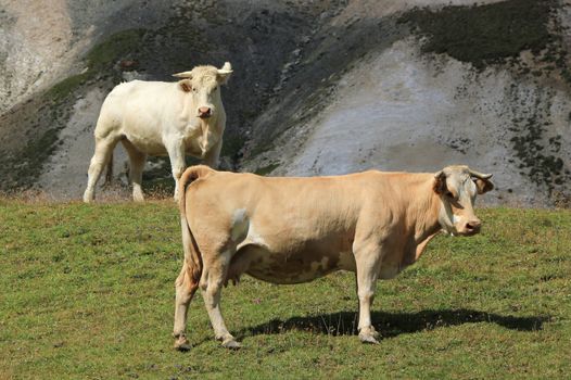 Two white and clear brown cows in the mountain by summer