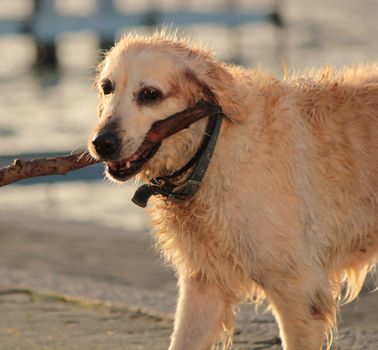 Picture of wet labrador retriever holding a piece of log next to water lake