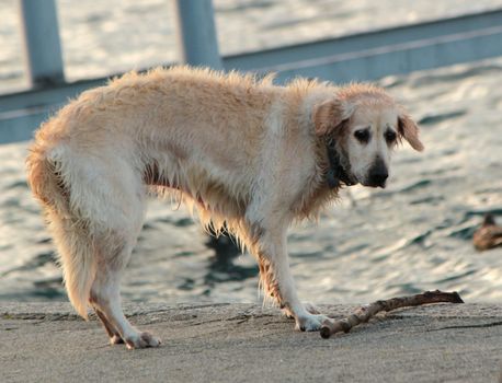 Picture of wet labrador retriever looking at a piece of log next to water lake