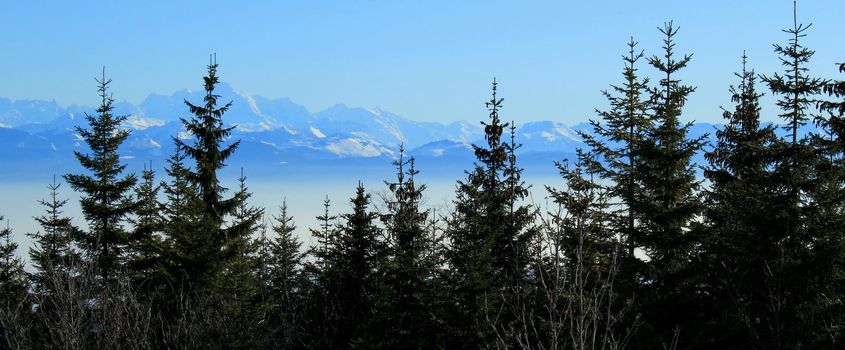 Panorama of the Alps mountains behind fi trees by beautiful winter day