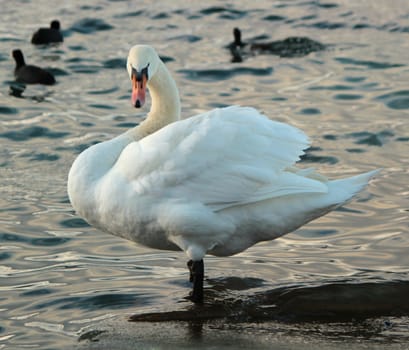 Beautiful white swan standing in the water lake and looking at the photographer