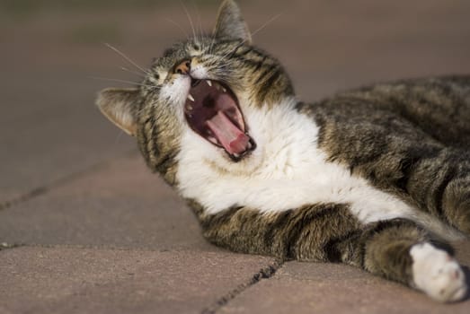 Close up of a yawning cat with mouth wide open.