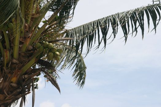 coconut tree nature background