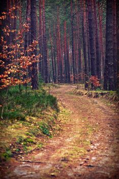 forest
 in purple 