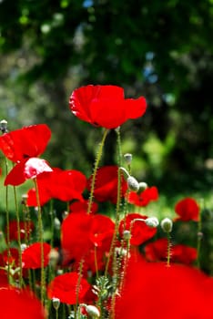 Several backlit red oriental poppies in a field 
