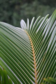 nature background palm leaf detail closeup