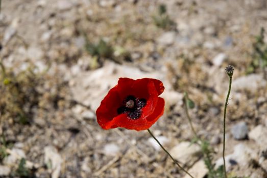 close-up of a single red poppy in a road.