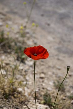 close-up of a single red poppy in a road