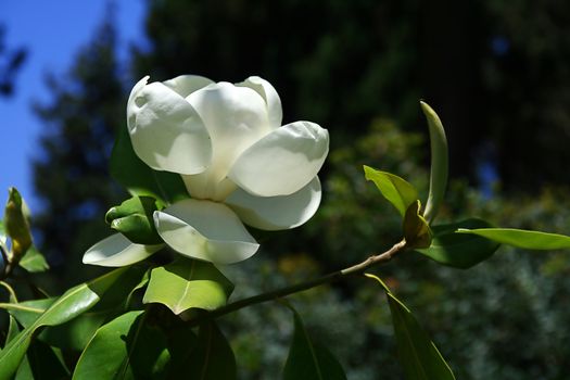 Branch of a blossoming magnolia