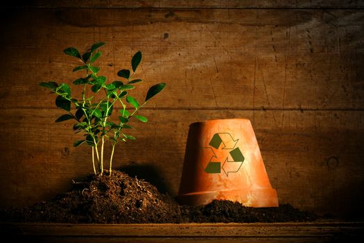 Close-up of young plant  with flower pot