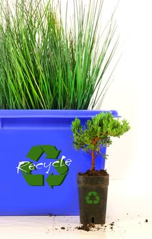 Tall grass inside recycle bin against wite background