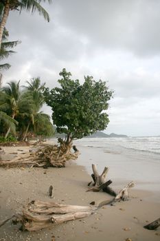 tropical nature tree roots on the sand