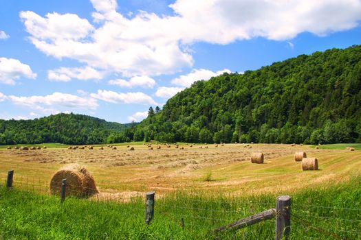 Harvestiing the hay in August