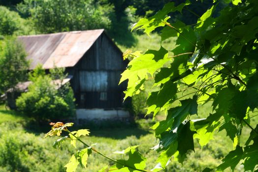 Old barn on the hill