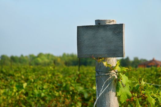 Vineyard wood sign with blue sky