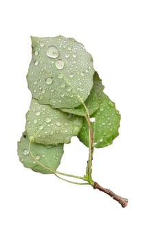 Poplar leaves on a white background