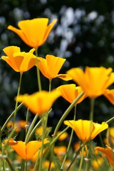 orange flowers