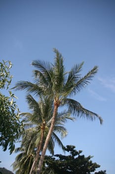 coconut trees Koh Samui Island thailand