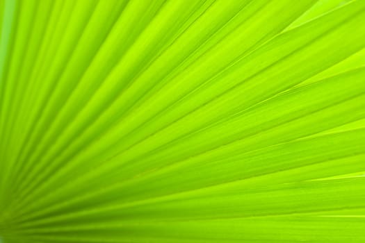 Palm leaf detail. aRGB.