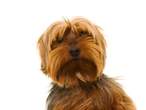 yorkshire terrier looking forwards isolated on white