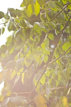 Spring leaves under sunshine