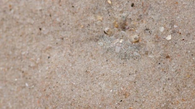 Hermit crab in its conch on the sand 