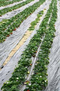 Strawberries fields