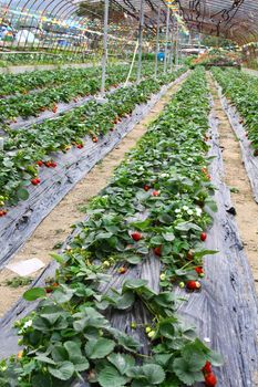 Strawberries fields