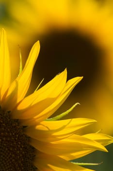 sunflower close up at a sunny day