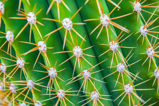 Exotic plants. Close-up of a prickly cactus