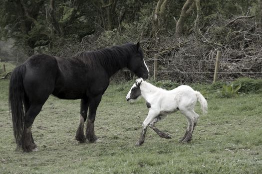 foal playing beside its mother in front of a wooded meadow in tipperary ireland