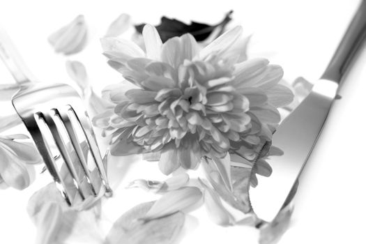 silver fork and knife isolated with dahlia and rose petals for concept on romantic dining in black and white