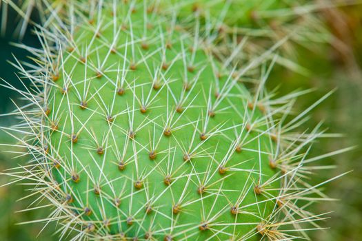 Exotic plants. Close-up of a prickly cactus