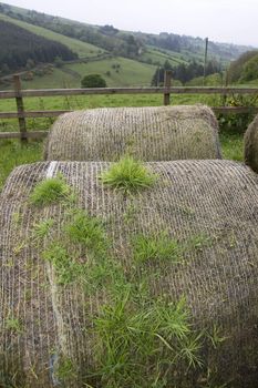 old round bales in lush irish countryside landscape at glenough county tipperary ireland