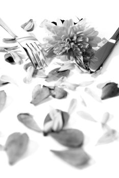 silver fork and knife isolated with dahlia and rose petals for concept on romantic dining in black and white